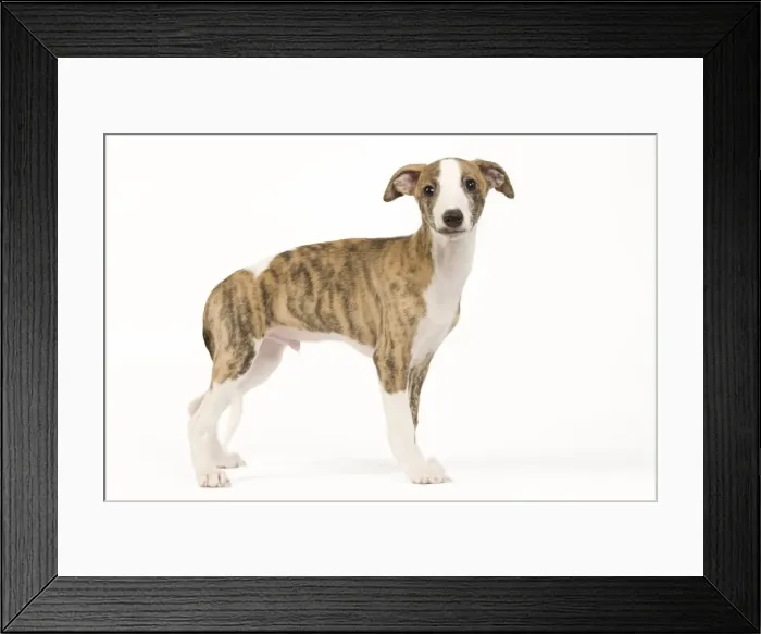 Framed Print : Picture No. 10890307 Framed Print : Picture No. 10890307