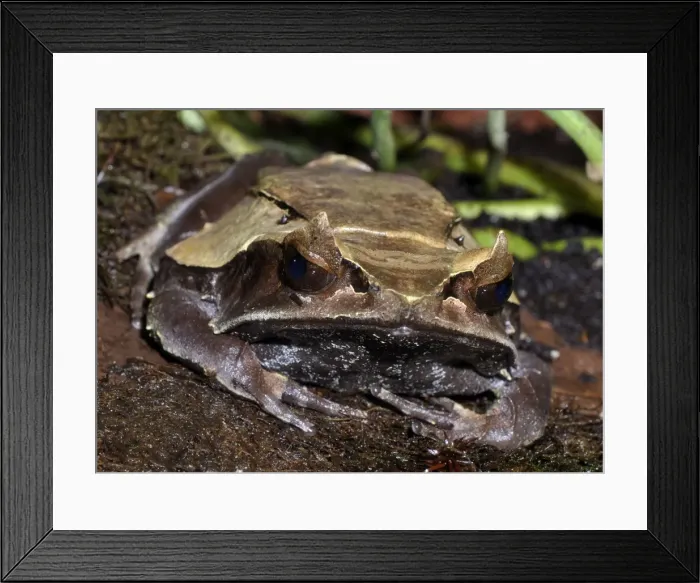 Framed Print : Picture No. 10890315 Framed Print : Picture No. 10890315
