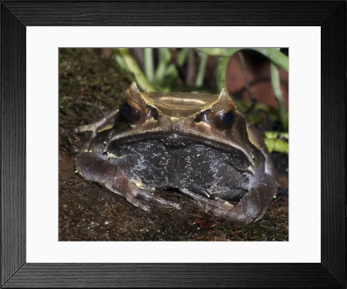 Framed Print : Picture No. 10890316 Framed Print : Picture No. 10890316