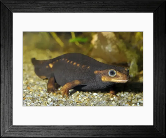 Framed Print : Picture No. 10890318 Framed Print : Picture No. 10890318