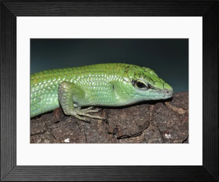 Framed Print : Picture No. 10890314