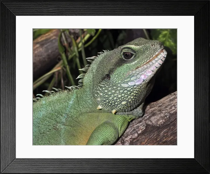 Framed Print : Picture No. 10890319 Framed Print : Picture No. 10890319