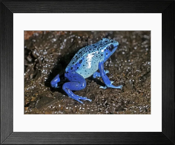 Framed Print : Picture No. 10890312 Framed Print : Picture No. 10890312