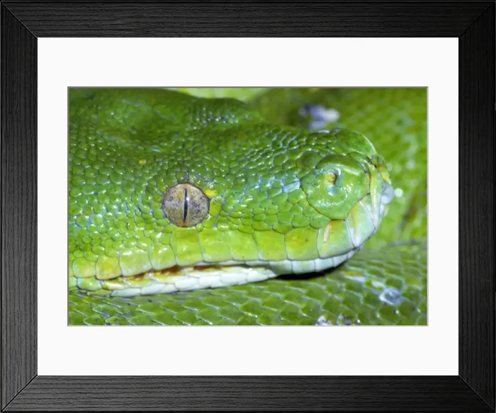 Framed Print : Picture No. 10890320