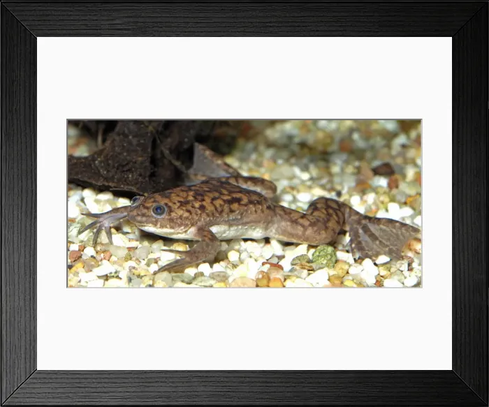 Framed Print : Picture No. 10890323 Framed Print : Picture No. 10890323