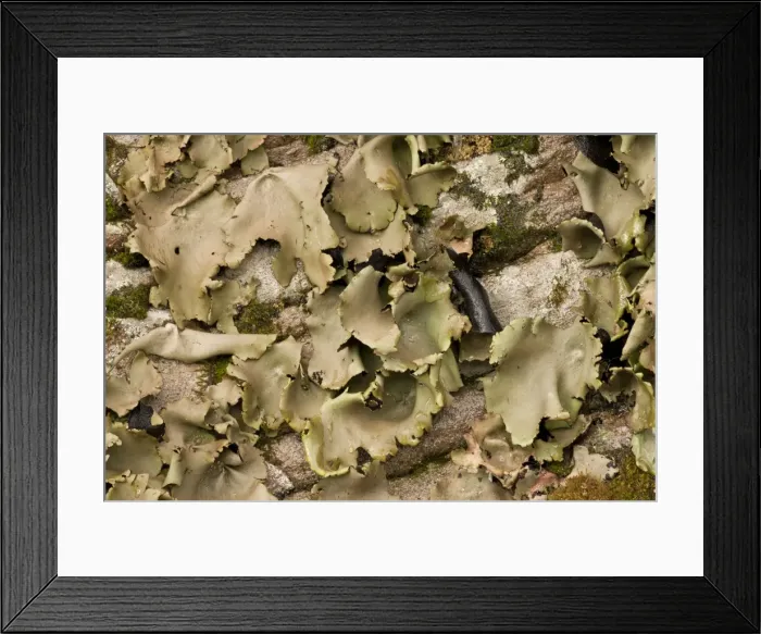 Framed Print : Picture No. 10890325 Framed Print : Picture No. 10890325