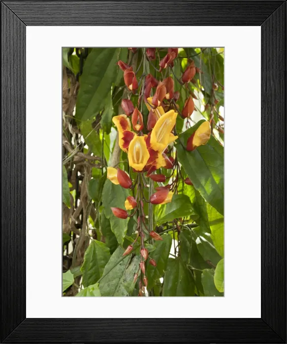 Framed Print : Picture No. 10890328 Framed Print : Picture No. 10890328