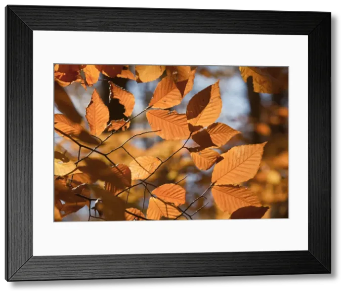 Framed Print : Picture No. 10890331 Framed Print : Picture No. 10890331