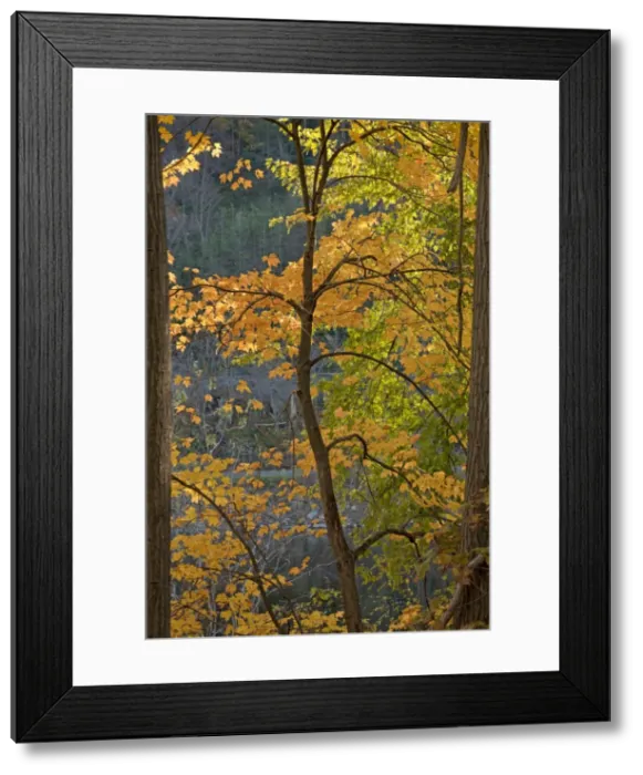 Framed Print : Picture No. 10890332 Framed Print : Picture No. 10890332