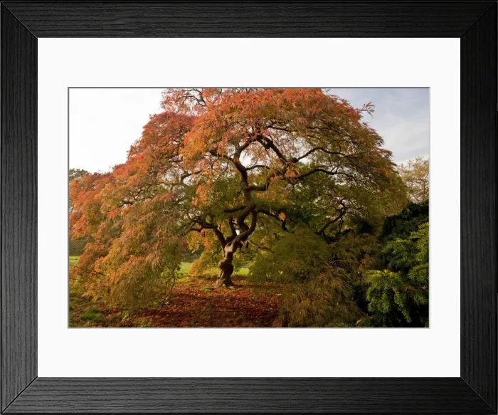 Framed Print : Picture No. 10890329 Framed Print : Picture No. 10890329