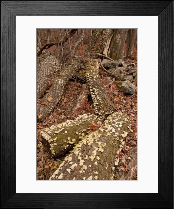 Framed Print : Picture No. 10890337 Framed Print : Picture No. 10890337