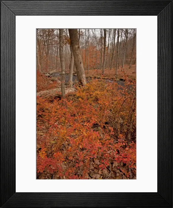 Framed Print : Picture No. 10890336