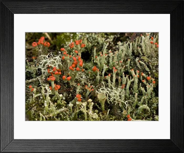 Framed Print : Picture No. 10890345 Framed Print : Picture No. 10890345