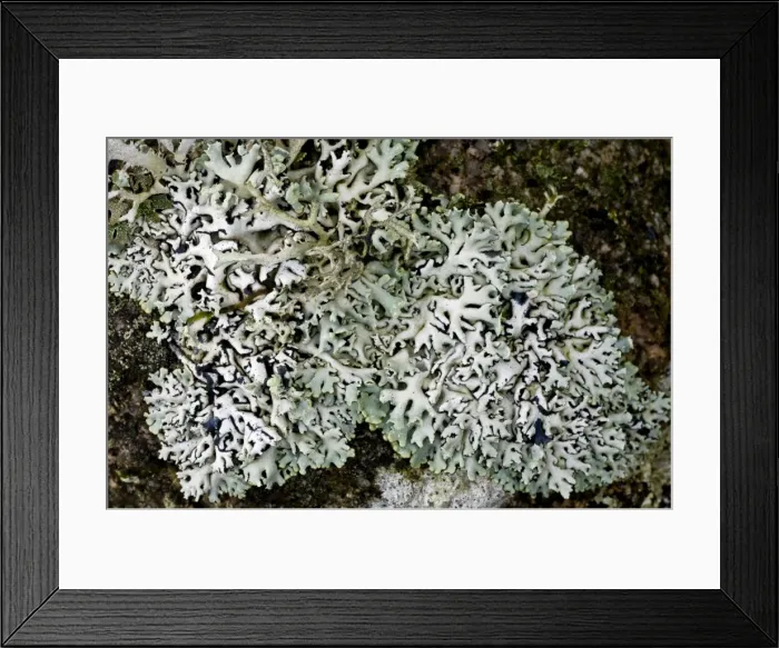 Framed Print : Picture No. 10890351 Framed Print : Picture No. 10890351