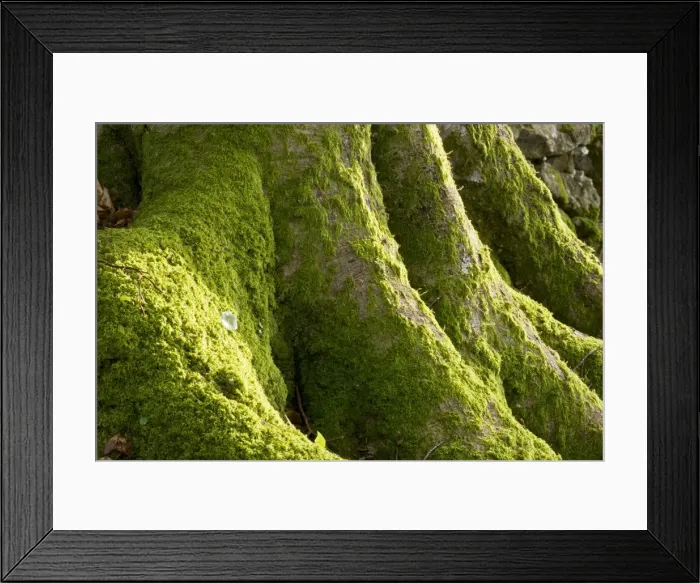 Framed Print : Picture No. 10890350 Framed Print : Picture No. 10890350
