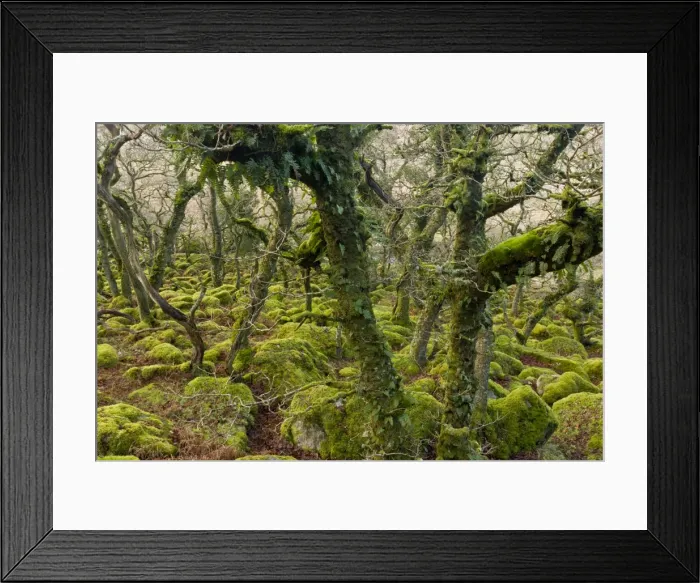 Framed Print : Picture No. 10890356