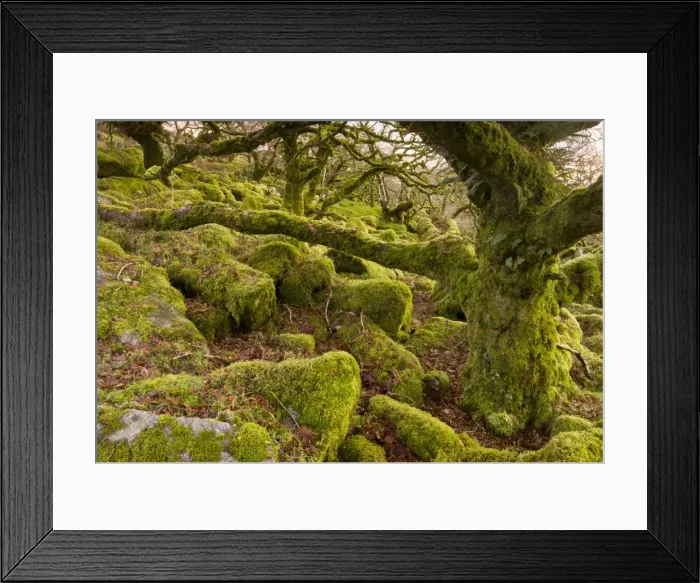 Framed Print : Picture No. 10890354 Framed Print : Picture No. 10890354