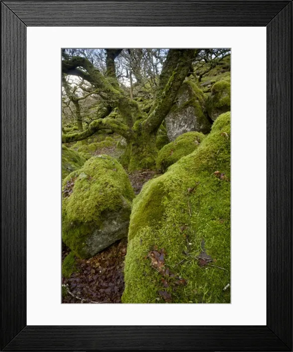 Framed Print : Picture No. 10890357 Framed Print : Picture No. 10890357