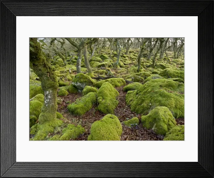 Framed Print : Picture No. 10890355 Framed Print : Picture No. 10890355