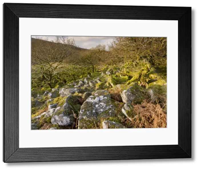 Framed Print : Picture No. 10890352 Framed Print : Picture No. 10890352