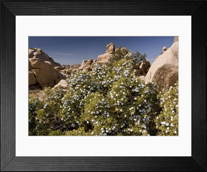 Framed Print : Picture No. 10890363 Framed Print : Picture No. 10890363