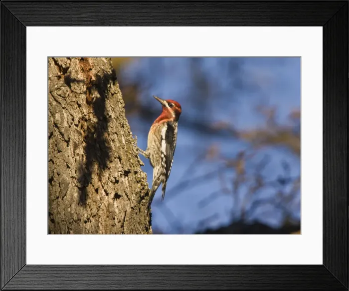 Framed Print : Picture No. 10890360 Framed Print : Picture No. 10890360