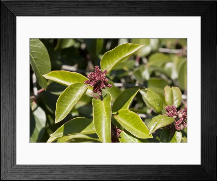 Framed Print : Picture No. 10890361 Framed Print : Picture No. 10890361