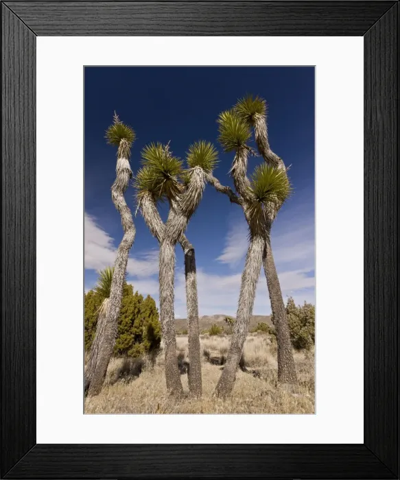 Framed Print : Picture No. 10890365