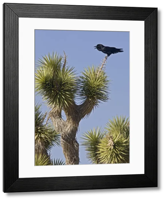 Framed Print : Picture No. 10890367 Framed Print : Picture No. 10890367