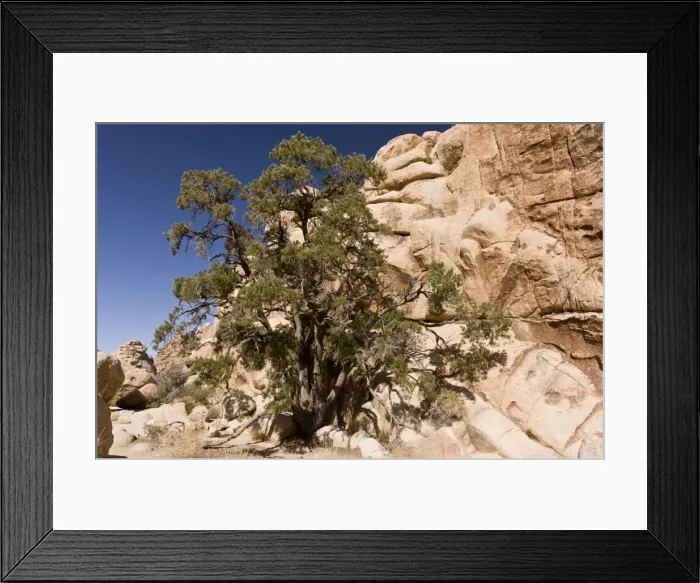Framed Print : Picture No. 10890362