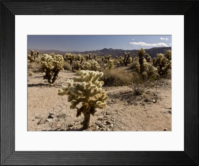 Framed Print : Picture No. 10890370 Framed Print : Picture No. 10890370