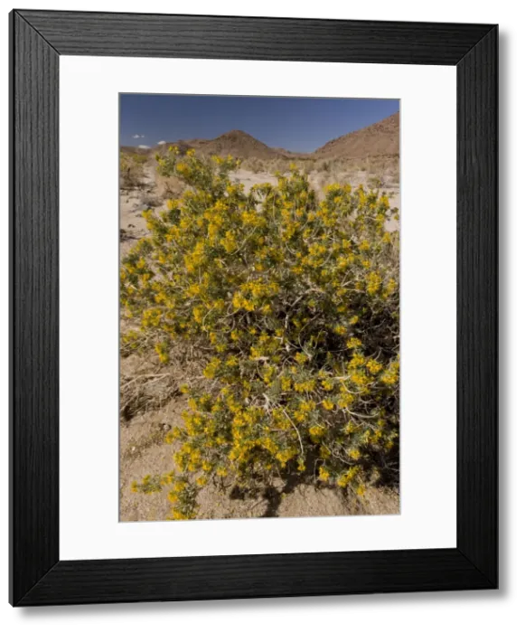 Framed Print : Picture No. 10890369 Framed Print : Picture No. 10890369