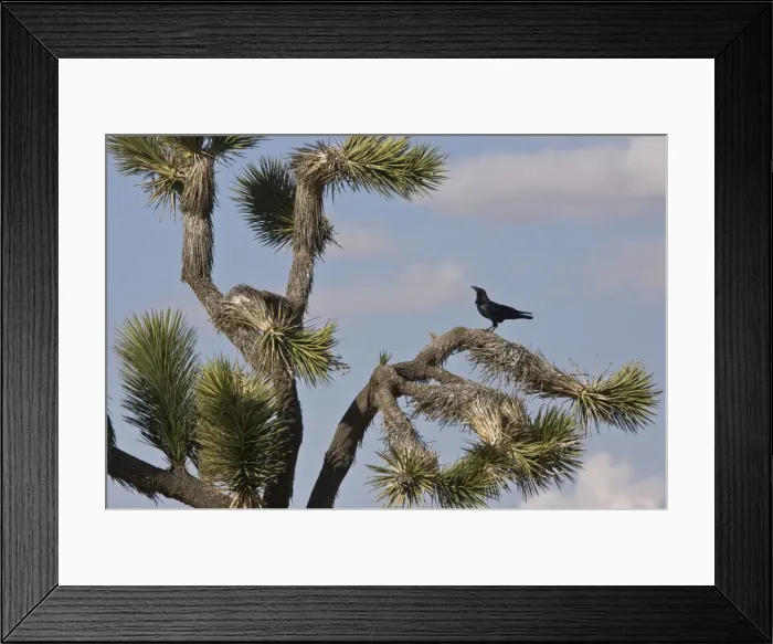 Framed Print : Picture No. 10890366 Framed Print : Picture No. 10890366