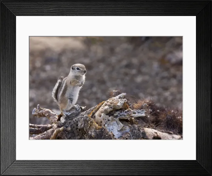 Framed Print : Picture No. 10890373 Framed Print : Picture No. 10890373