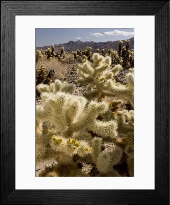 Framed Print : Picture No. 10890371