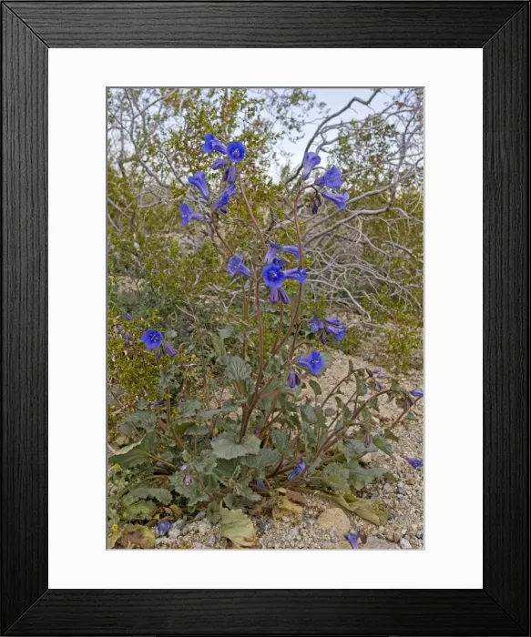 Framed Print : Picture No. 10890374 Framed Print : Picture No. 10890374