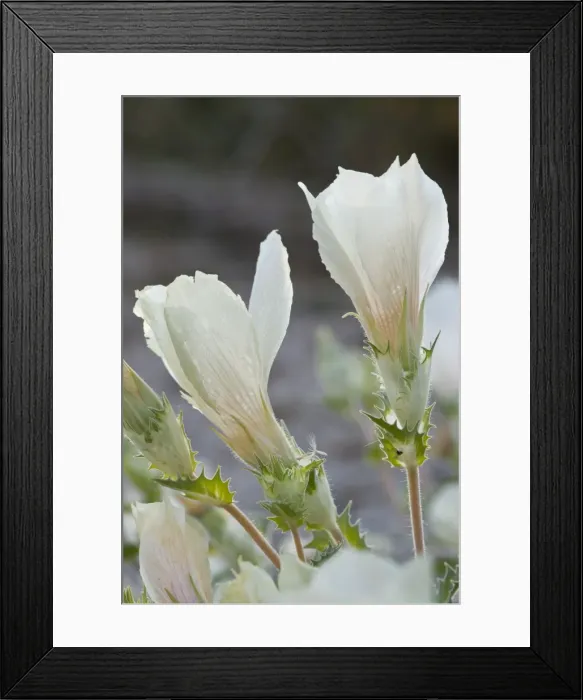 Framed Print : Picture No. 10890377 Framed Print : Picture No. 10890377