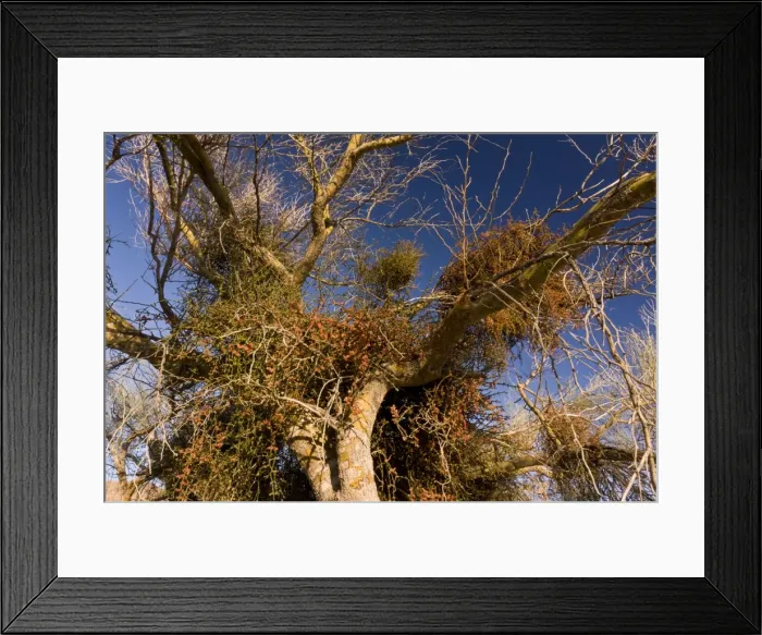 Framed Print : Picture No. 10890378 Framed Print : Picture No. 10890378