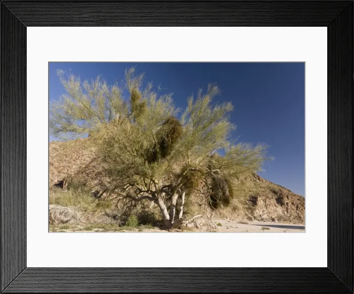 Framed Print : Picture No. 10890376 Framed Print : Picture No. 10890376