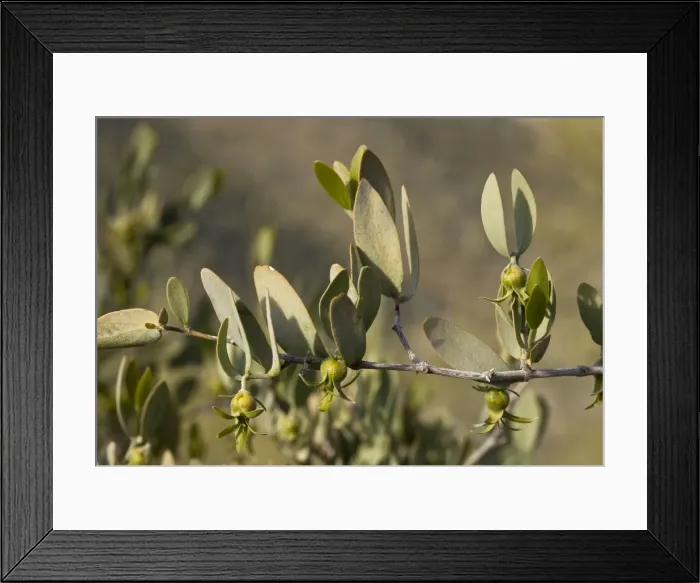 Framed Print : Picture No. 10890380 Framed Print : Picture No. 10890380