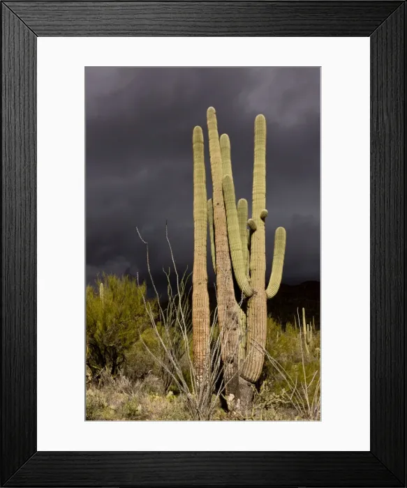 Framed Print : Picture No. 10890384 Framed Print : Picture No. 10890384