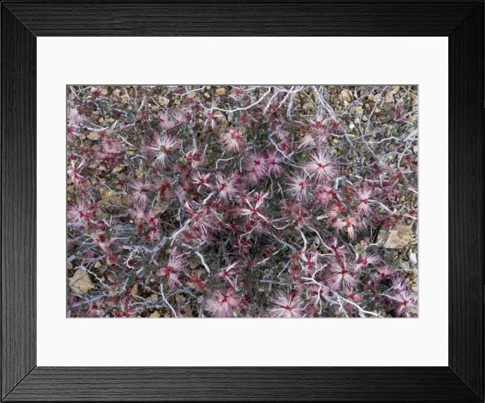 Framed Print : Picture No. 10890382 Framed Print : Picture No. 10890382