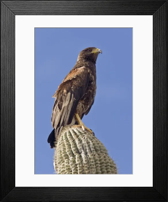 Framed Print : Picture No. 10890387 Framed Print : Picture No. 10890387