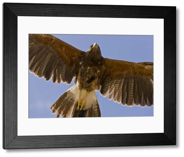 Framed Print : Picture No. 10890389 Framed Print : Picture No. 10890389
