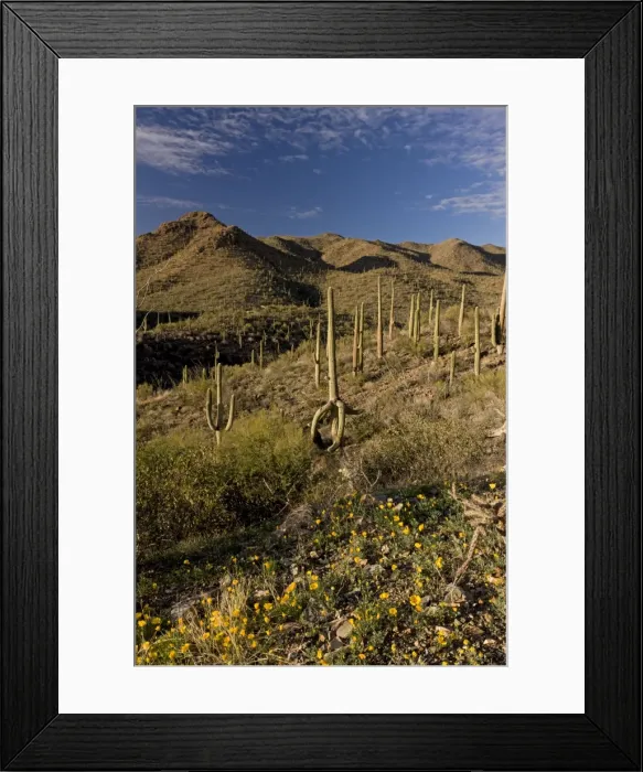 Framed Print : Picture No. 10890381 Framed Print : Picture No. 10890381