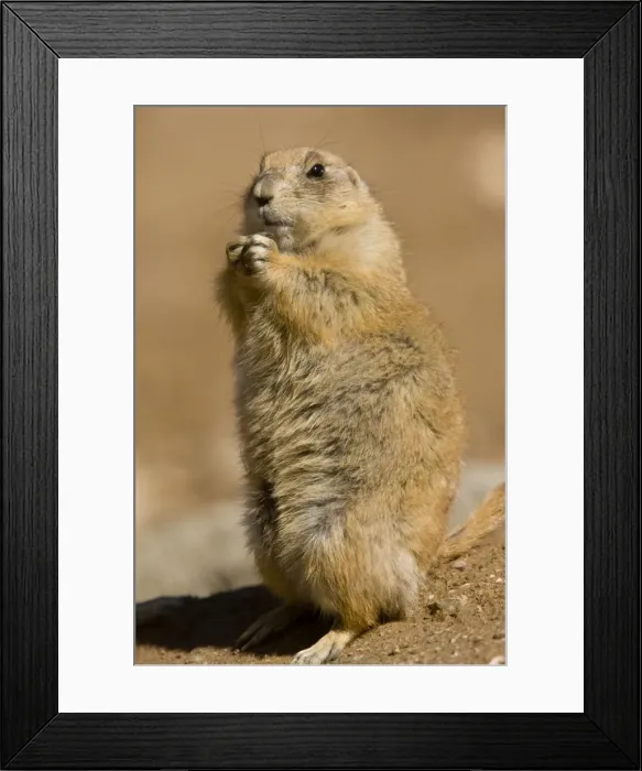 Framed Print : Picture No. 10890385 Framed Print : Picture No. 10890385