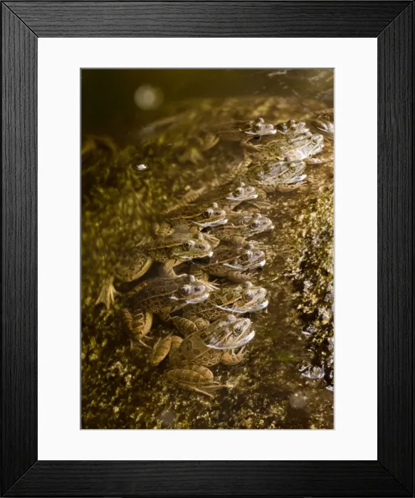 Framed Print : Picture No. 10890390