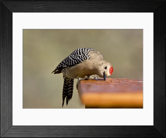 Framed Print : Picture No. 10890386 Framed Print : Picture No. 10890386