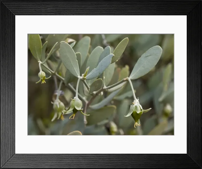 Framed Print : Picture No. 10890392 Framed Print : Picture No. 10890392