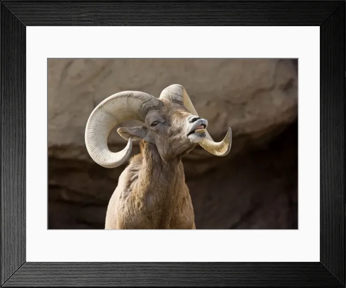 Framed Print : Picture No. 10890391